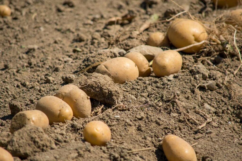 Comment planter des pommes de terre sans se fatiguer